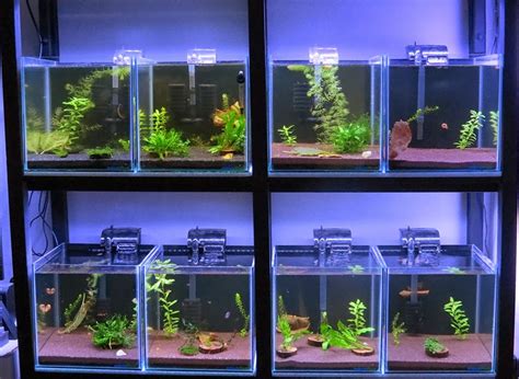 All About Betta Fish Partitioned Betta Fish Tank Setup