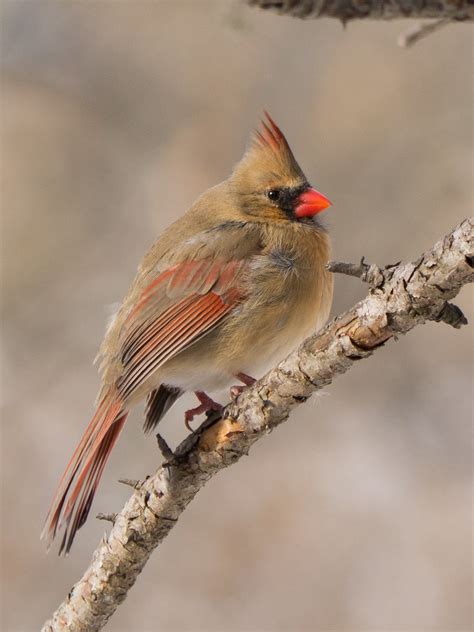 Toronto And Southern Ontario Birding View Topic Female Cardinal