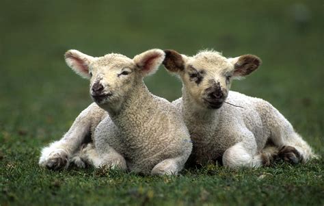 Two Lambs Taking It Easy Photograph By Jerry Shulman