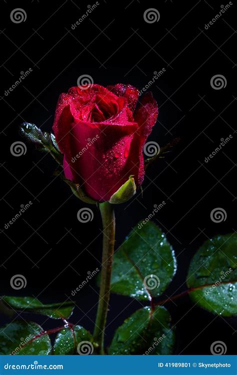 Red Rose With Water Drops Stock Image Image Of Isolated 41989801
