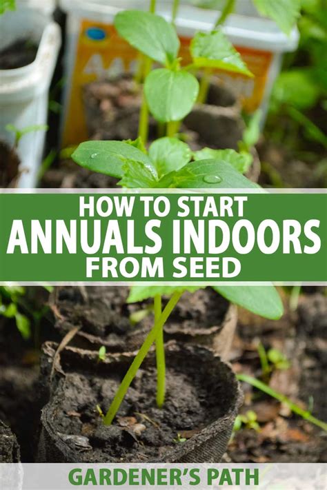It's much better to grow seedlings under fluorescent lights than to rely solely on natural light, even in a greenhouse. How to Start Annuals Indoors from Seed | Gardener's Path