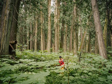 Canadas Forgotten Rainforest County Sustainability Group