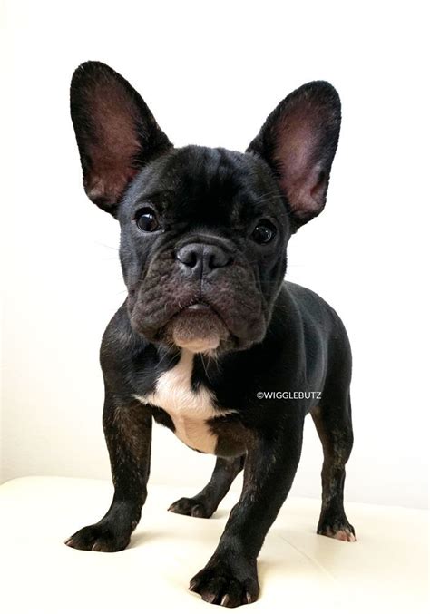 Find the perfect puppy for sale in dallas / fort worth, texas at next day pets. WiggleButz French Bulldog Black Frenchie Puppy For Sale # ...