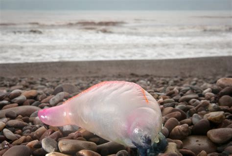 Dozens Of Deadly Man Owar Jellyfish Spotted On Irish Coastline As