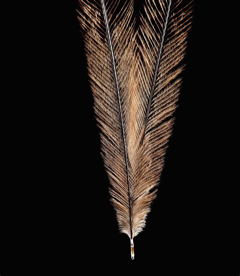 Bird Feathers, Like You've Never Seen Them Before | Audubon