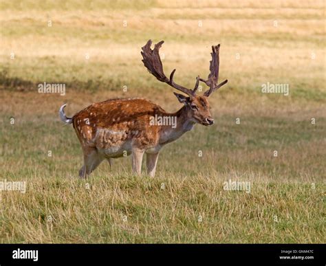 Fallow Deer Stag Stock Photo Alamy