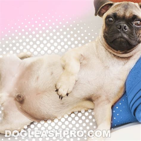 Pug Pregnancy Symptoms And Stages Complete Guide