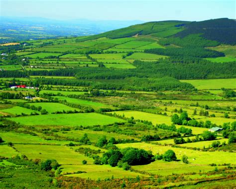 Ancient Forests Of Ireland Helped By Planting Cloned Saplings Envirothink