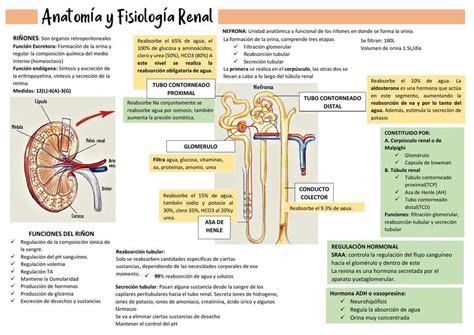 Anatomia Y Fisiologia Renal Medicina Interna Nefrología Riñones