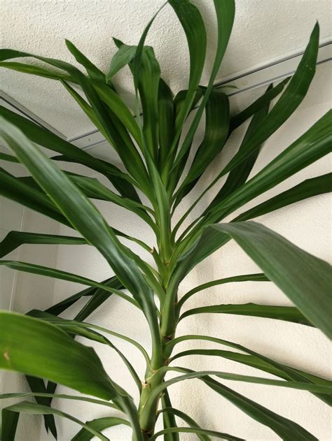 Check spelling or type a new query. Yucca Palme ca.240cm | Kaufen auf Ricardo