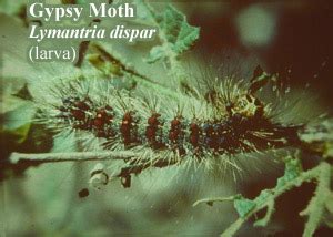 Gypsy moth caterpillars emerge from eggs during late spring (usually late april) and measure early identification is key to any integrated pest management control of gypsy moths. Oak Quercus