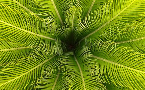 Download Wallpaper 3840x2400 Palm Leaves Branches Tropical 4k Ultra