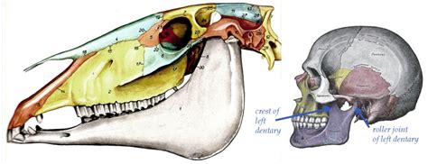 Diagram Diagram Of Horse Skull Mydiagramonline