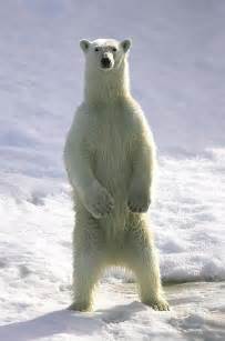 54 Best Polar Bears For Chris Images On Pinterest Polar Bears Polar