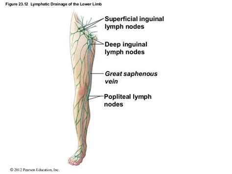 Lymph Drainage Of Lower Limb Popliteal Drains The Dorsolateral Foot