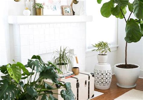 11 Beautiful Plants To Brighten Up Your Home