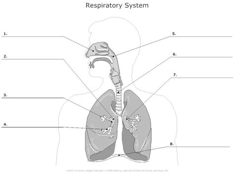 The Human Respiratory System Worksheet - Bing Images | RN Nurse