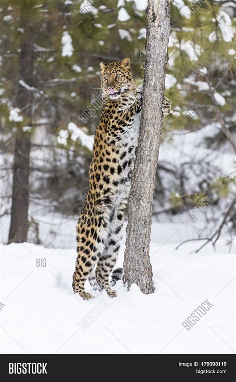 Amur Leopard In A Snowy Forest Hunting For Prey Stock Photo And Stock