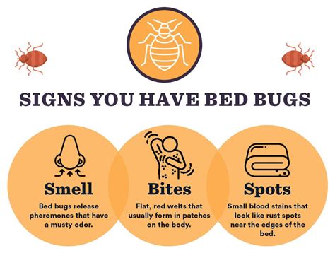 How Can You Tell If Have Bed Bugs In Your Carpet