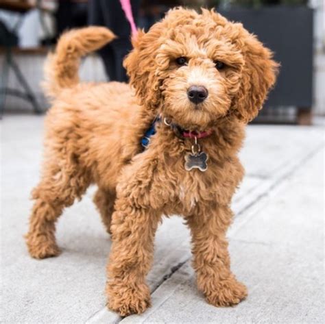 With its gorgeous hypoallergenic coat of its miniature poodle parent and the active nature of the australian shepherd, the mini i absolutely love my puppy! Mini Goldendoodle Indiana | Mini Goldendoodle
