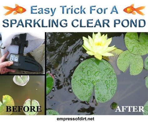 Ultraviolet clarifiers, pond treatments, and gypsum are also useful for keeping the water clean and clear. The Clear Water Trick that Improves Murky Pond Water in ...