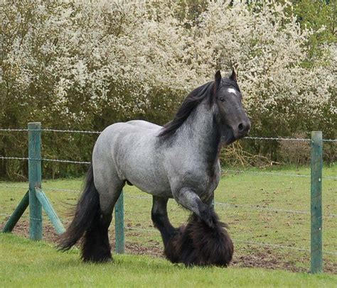 We founded adirondack gypsy vanners and drum horses out of a pure passion for gypsy vanners. SD BLUE SUEDE Australia's first true blue roan stallion! | High ... | Gypsy Vanner Horses ...