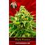 Buy Black Domina Feminized Marijuana Seeds Online  Crop King