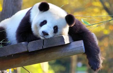 Panda Bear Description Habitat Image Diet And Interesting Facts