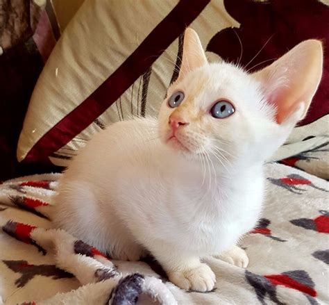 Siamese X Devon Rex Kittens For Sale In Uppingham Rutland Gumtree