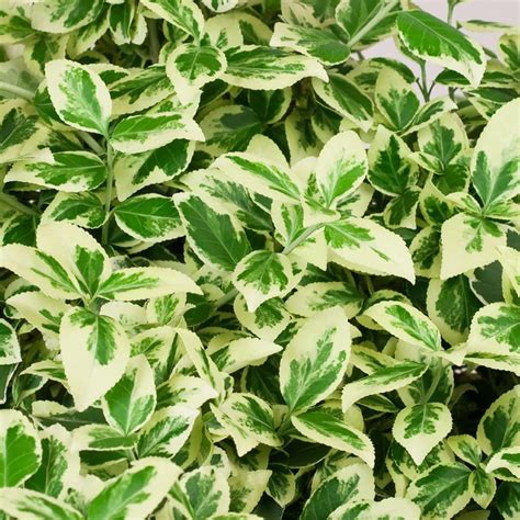 Plants Proven Winners Evergreen Groundcover Shrubs