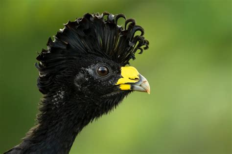 37 Stunning Birds With Mohawks With Pictures