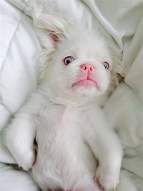What Does An Albino Dog Look Like
