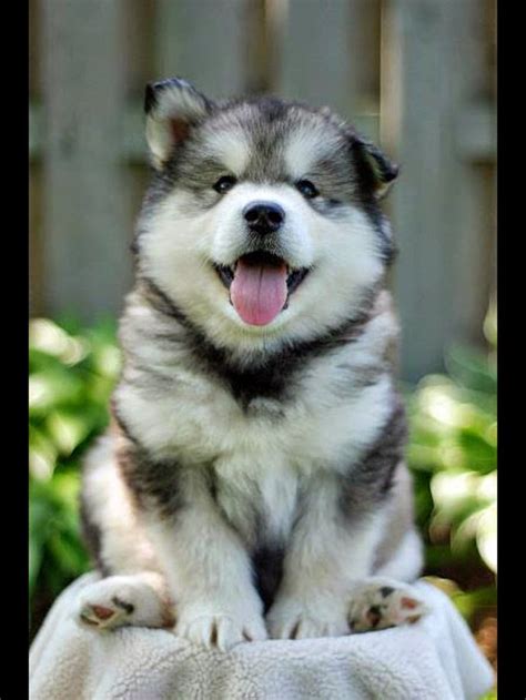 Picture Of Husky Puppies Fluffy ~ Picture Of Puppies