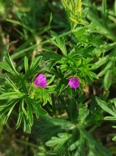 Geranium Dissectum L Biodiversidade