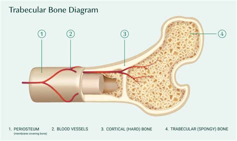 Everything You Need To Know About Trabecular Bone Score Tbs
