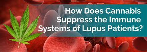 What does the impact factor reflect? How Does Cannabis Suppress the Immune Systems of Lupus ...