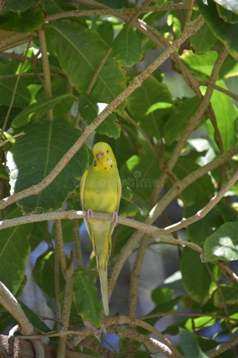 Brilliant Yellow Parakeet Sitting On A Branch Stock Photo Image Of