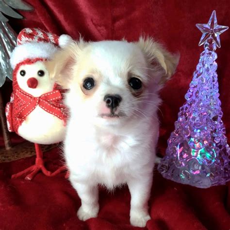 43 Fluffy Chihuahua Puppies For Sale Picture Bleumoonproductions