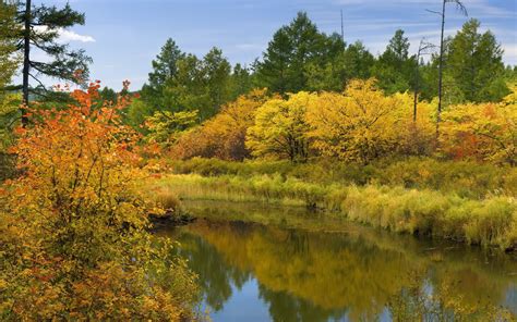 Yellow Trees Beside Of River Hd Wallpaper Wallpaper Flare