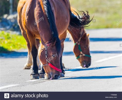 Horses Licking Hi Res Stock Photography And Images Alamy