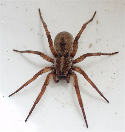 Any insect stuck in the web is a goner. Wolf spider - Wikipedia