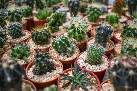 How many types of cacti are there? Many types of Cactus stock photo. Image of nature, green ...