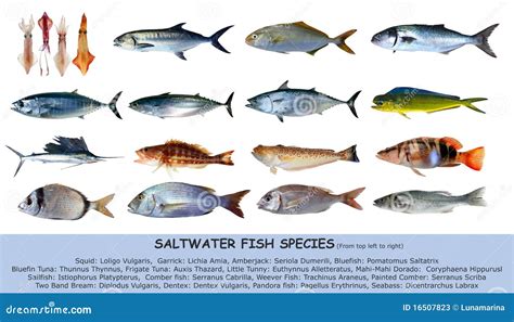 Species Of Ocean Fish