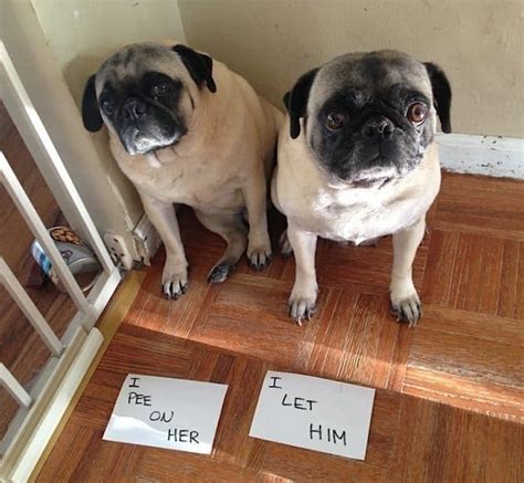26 Guilty Pugs Being Shamed For Their Horrendous Crimes