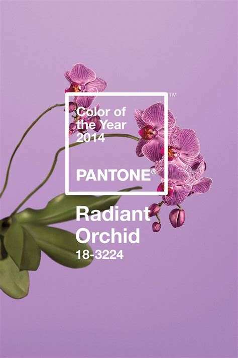 Pantone Color Of The Year 2014 Radiant Orchid Carrie Loves