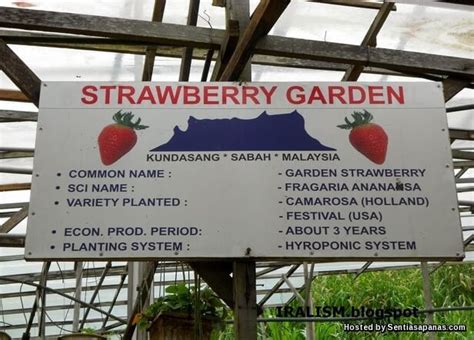Strawberry garden hotel, ranau, malaysia. 11 Tempat Menarik Lokasi Percutian Di Kundasang Ranau ...