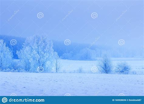 Winter Morning Landscape Snowy Trees On White Meadow Amazing Calm
