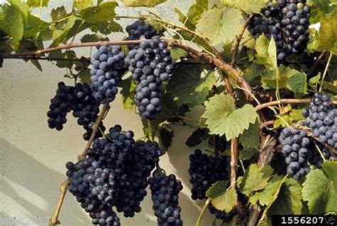 Riverbank Grape Seeds Vitis Riparia Perennial Vine Extremely Cold