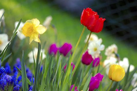 Attēlscolorful Spring Garden — Vikipēdija
