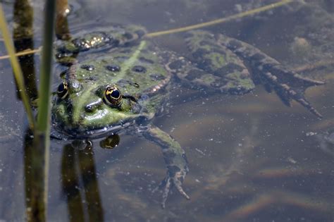 Download Free Photo Of Frogpondgreenwaterfrogs From